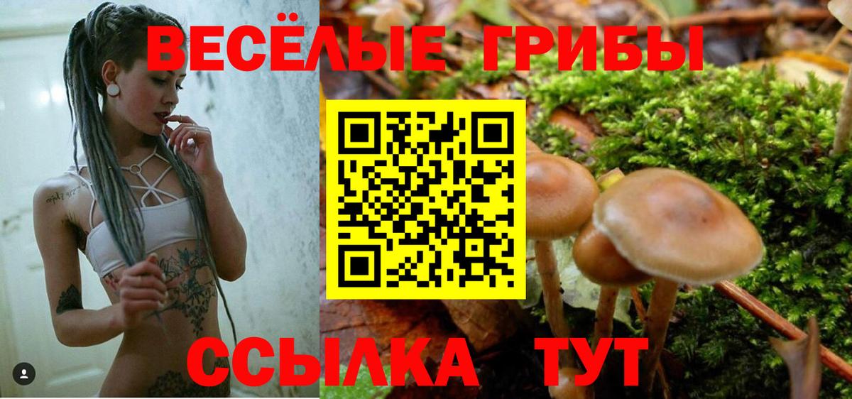 Шатура  Галлюциногенные грибы Psilocybe  Вход с VPN 